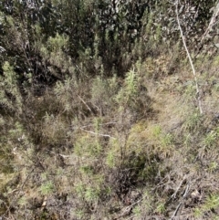 Cassinia longifolia at Rendezvous Creek, ACT - 27 May 2023