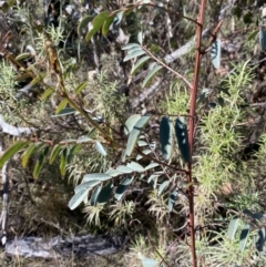 Indigofera australis subsp. australis (Australian Indigo) at Rendezvous Creek, ACT - 27 May 2023 by Tapirlord