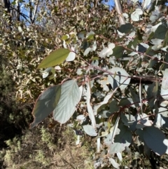 Eucalyptus dives (Broad-leaved Peppermint) at Namadgi National Park - 27 May 2023 by Tapirlord