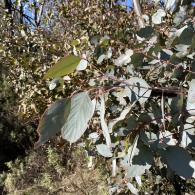 Eucalyptus dives (Broad-leaved Peppermint) at Rendezvous Creek, ACT - 27 May 2023 by Tapirlord