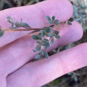 Leptospermum myrtifolium at Rendezvous Creek, ACT - 27 May 2023