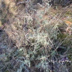 Leptospermum myrtifolium at Rendezvous Creek, ACT - 27 May 2023