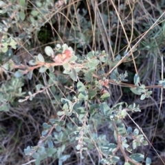 Leptospermum myrtifolium at Rendezvous Creek, ACT - 27 May 2023