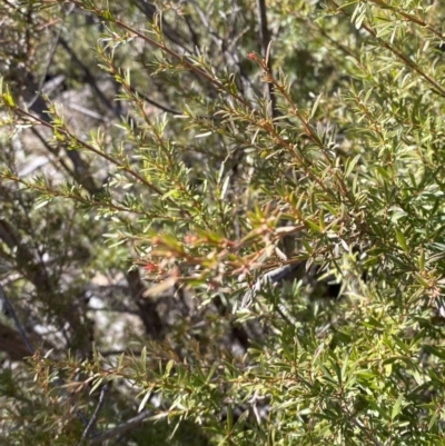 Kunzea ericoides (Burgan) at Rendezvous Creek, ACT - 27 May 2023 by Tapirlord