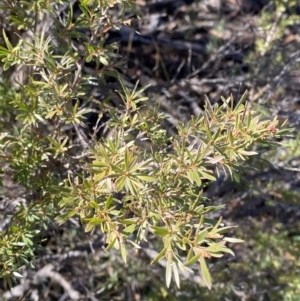 Kunzea ericoides at Rendezvous Creek, ACT - 27 May 2023