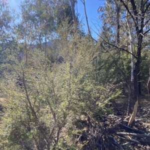 Kunzea ericoides at Rendezvous Creek, ACT - 27 May 2023