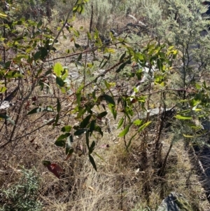Eucalyptus viminalis at Rendezvous Creek, ACT - 27 May 2023