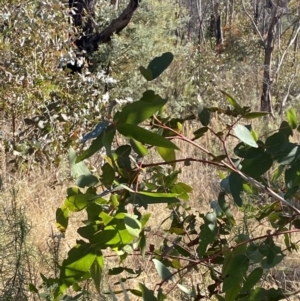 Eucalyptus viminalis at Rendezvous Creek, ACT - 27 May 2023