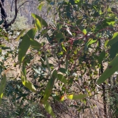 Eucalyptus viminalis at Rendezvous Creek, ACT - 27 May 2023