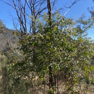 Eucalyptus viminalis at Rendezvous Creek, ACT - 27 May 2023