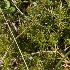 Acrotriche serrulata (Ground-berry) at Rendezvous Creek, ACT - 27 May 2023 by Tapirlord