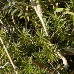 Acrotriche serrulata at Rendezvous Creek, ACT - 27 May 2023