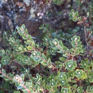 Brachyloma daphnoides at Rendezvous Creek, ACT - 27 May 2023