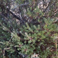 Brachyloma daphnoides at Rendezvous Creek, ACT - 27 May 2023
