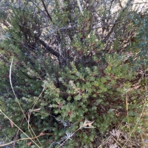 Brachyloma daphnoides at Rendezvous Creek, ACT - 27 May 2023