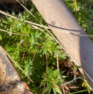 Styphelia humifusum at Rendezvous Creek, ACT - 27 May 2023 10:48 AM