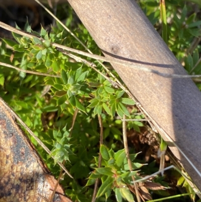 Leucopogon fraseri (Sharp Beard-heath) at Rendezvous Creek, ACT - 27 May 2023 by Tapirlord