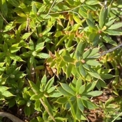 Leucopogon fraseri at Rendezvous Creek, ACT - 27 May 2023