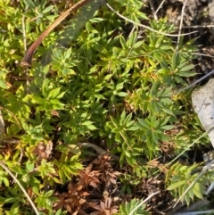 Styphelia humifusum at Rendezvous Creek, ACT - 27 May 2023