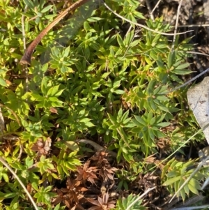 Styphelia humifusum at Rendezvous Creek, ACT - 27 May 2023 10:48 AM