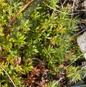 Leucopogon fraseri at Rendezvous Creek, ACT - 27 May 2023