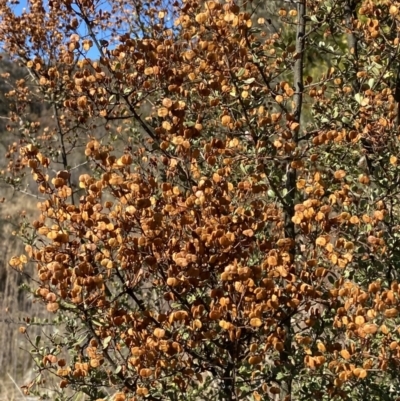 Bursaria spinosa subsp. lasiophylla (Australian Blackthorn) at Rendezvous Creek, ACT - 27 May 2023 by Tapirlord