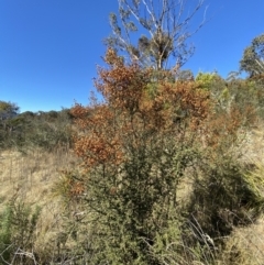 Bursaria spinosa subsp. lasiophylla at Rendezvous Creek, ACT - 27 May 2023