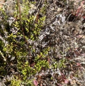 Cheilanthes sieberi subsp. sieberi at Rendezvous Creek, ACT - 27 May 2023 10:47 AM