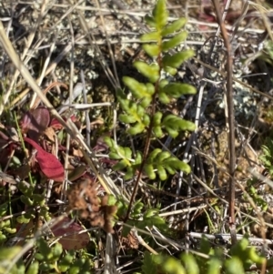 Cheilanthes sieberi subsp. sieberi at Rendezvous Creek, ACT - 27 May 2023