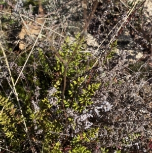 Cheilanthes sieberi subsp. sieberi at Rendezvous Creek, ACT - 27 May 2023 10:47 AM