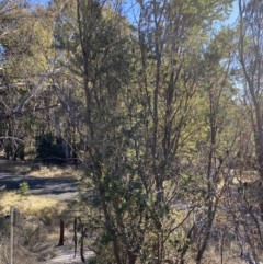 Banksia marginata (Silver Banksia) at Rendezvous Creek, ACT - 27 May 2023 by Tapirlord