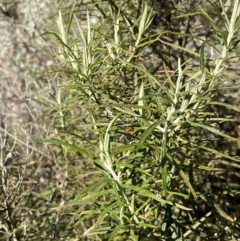 Cassinia longifolia (Shiny Cassinia, Cauliflower Bush) at Rendezvous Creek, ACT - 27 May 2023 by Tapirlord