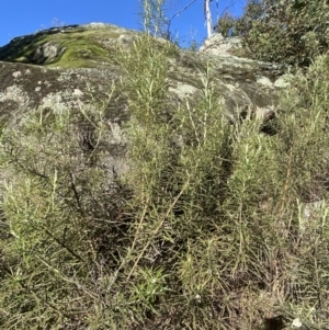 Cassinia longifolia at Rendezvous Creek, ACT - 27 May 2023