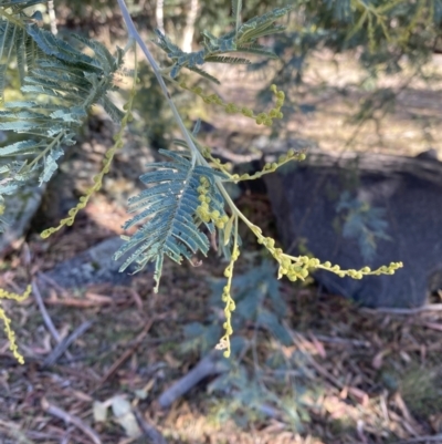Acacia dealbata subsp. subalpina (Monaro Silver-wattle) at Namadgi National Park - 27 May 2023 by Tapirlord