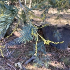 Acacia dealbata subsp. subalpina (Monaro Silver-wattle) at Rendezvous Creek, ACT - 27 May 2023 by Tapirlord