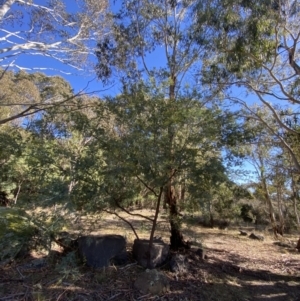 Acacia dealbata subsp. subalpina at Rendezvous Creek, ACT - 27 May 2023