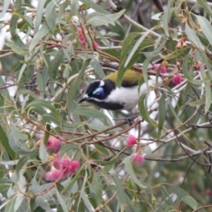 Entomyzon cyanotis (Blue-faced Honeyeater) at Dubbo, NSW - 22 Apr 2012 by JimL