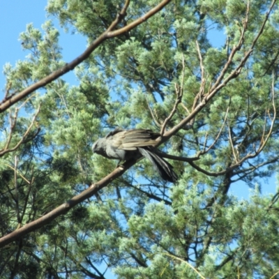 Struthidea cinerea (Apostlebird) at Dubbo, NSW - 24 Apr 2012 by JimL