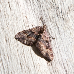 Epyaxa subidaria (Subidaria Moth) at Higgins Woodland - 25 Jun 2023 by Trevor
