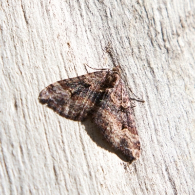 Epyaxa subidaria (Subidaria Moth) at Higgins Woodland - 25 Jun 2023 by Trevor