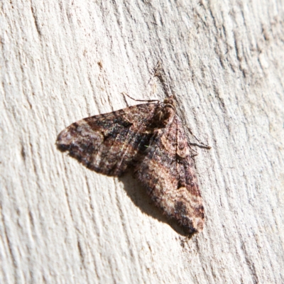 Epyaxa subidaria (Subidaria Moth) at Higgins, ACT - 25 Jun 2023 by MichaelWenke