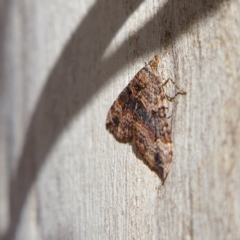 Epyaxa subidaria at Higgins, ACT - 25 Jun 2023 01:10 PM