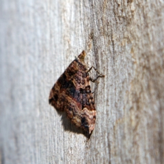 Epyaxa subidaria at Higgins, ACT - 25 Jun 2023 01:10 PM