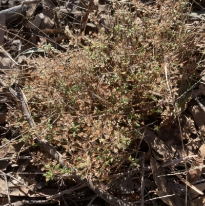 Pomax umbellata (A Pomax) at Bango Nature Reserve - 25 Jun 2023 by MattM