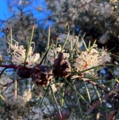 Hakea decurrens subsp. decurrens (Bushy Needlewood) at Hackett, ACT - 25 Jun 2023 by waltraud