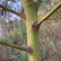 Acacia baileyana x Acacia decurrens (Cootamundra Wattle x Green Wattle (Hybrid)) at Hackett, ACT - 25 Jun 2023 by waltraud
