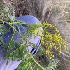 Acacia baileyana x Acacia decurrens at Hackett, ACT - 25 Jun 2023