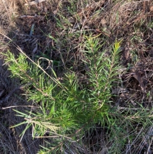 Grevillea rosmarinifolia subsp. rosmarinifolia at Hackett, ACT - 25 Jun 2023