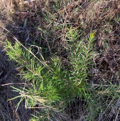 Grevillea rosmarinifolia subsp. rosmarinifolia (Rosemary Grevillea) at Mount Majura - 25 Jun 2023 by waltraud