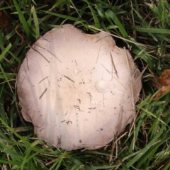 Agaricus sp. (Agaricus) at City Renewal Authority Area - 6 Apr 2023 by ConBoekel